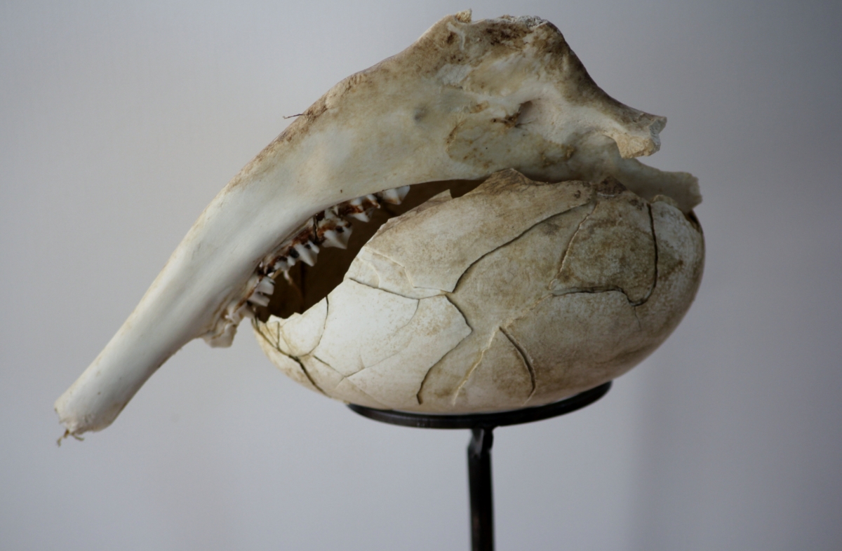 „Evolution“ / 2006       Doppeldottergänseei /Kieferknochen (Wild)/ Eisenhalterung